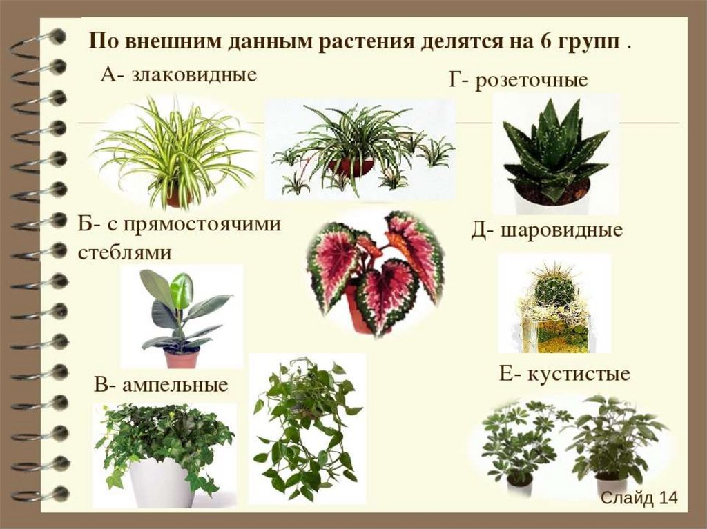 Объяснить название растения. Группы комнатных растений. Комнатные растения названия. Классификация комнатных растений. Название домашних растений.