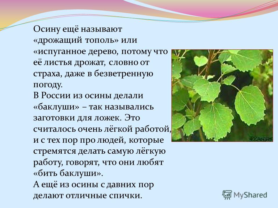 Осина польза и вред для здоровья. Тополь дрожащий осина. Осина дерево описание. Осина описание. Интересная информация про осину.