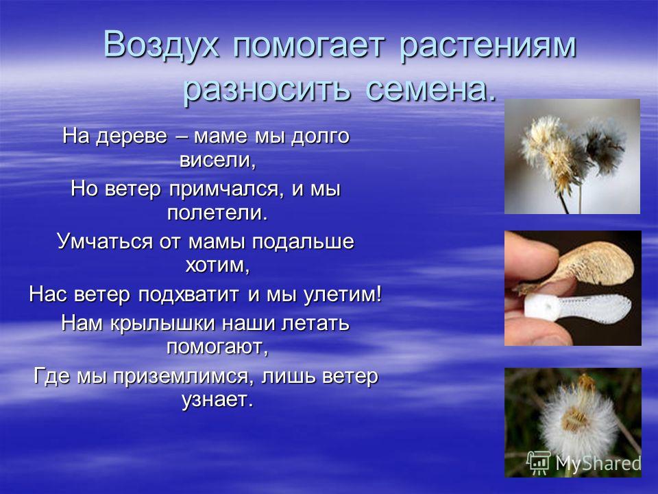 Роль ветра. Роль воздуха в жизни. Роль воздуха в жизни растений. Воздух в жизни растений презентация. Роль воздуха в жизни растений и животных.