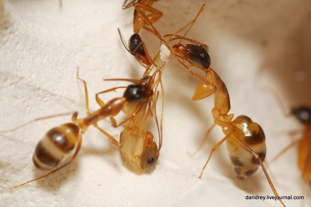 Домашний муравейник. Муравей гигант - Camponotus Vagus. Ксеркс муравей кампонотус. Camponotus sachalinensis. Коконы Camponotus.