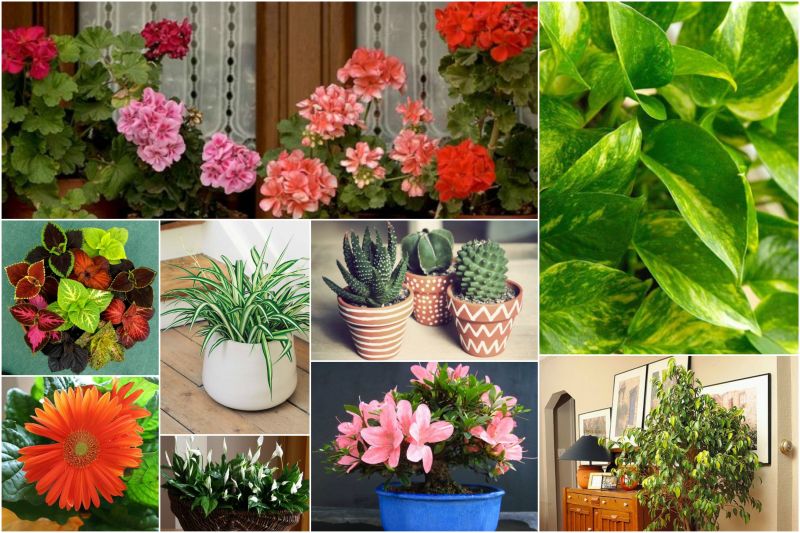 Комнатные цветы полезные для дома и здоровья. Полезные комнатные растения. Полезные растения для дома. Полезные цветы для квартиры. Полезные домашние цветы.