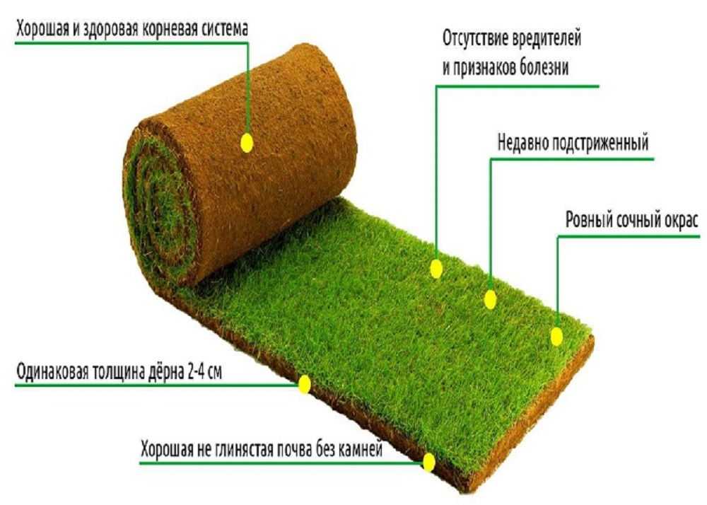 Схема газона. Рулонный газон толщина дерна. Рулонный газон Размеры. Толщина рулонного газона. Размер рулона газона.