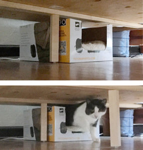 cat eyes in a box