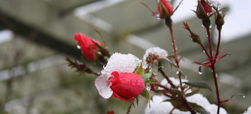 Не перекармливайте розы на зиму