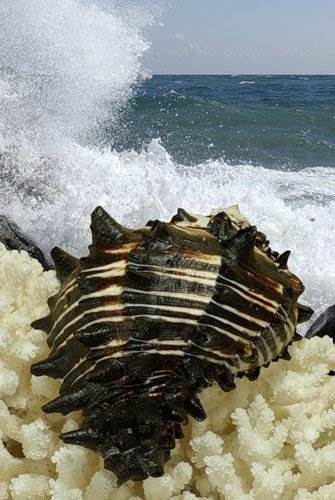 Морские раковины фото