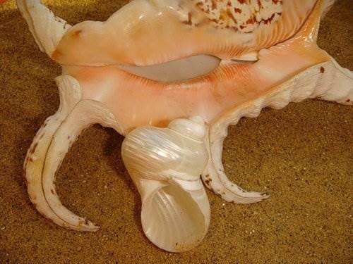 Морские раковины фото
