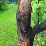 Заболевание плодовых деревьев черный рак и борьба с ним
