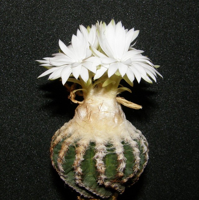 Дискокактус хорста (Discocactus horstii), фото фотографии растения