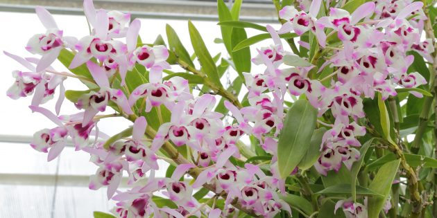 Как ухаживать за орхидеями Дендробиум