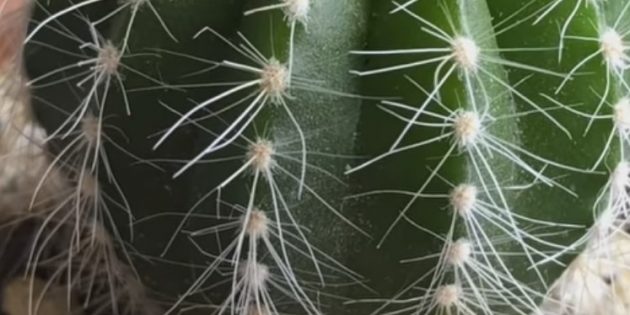 Как ухаживать за кактусом: Паутинный клещ