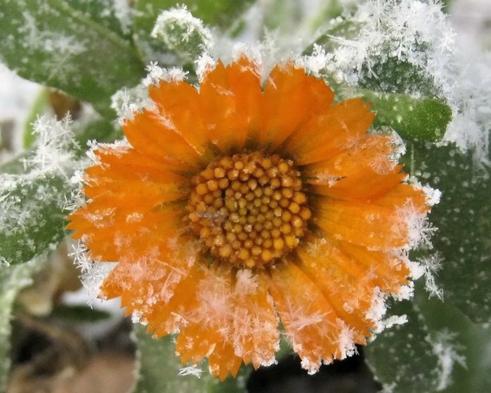 Цветы в снегу, фото № 10