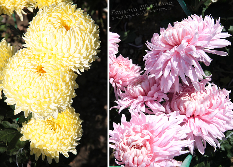 Хризантема белоснежка фото и описание