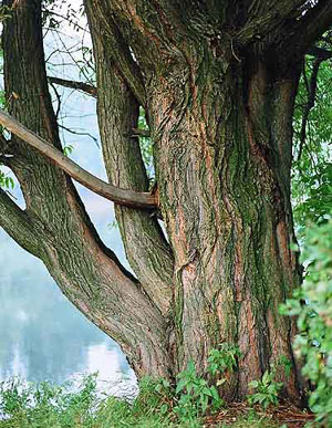 Экзотические породы дерева, фото № 27