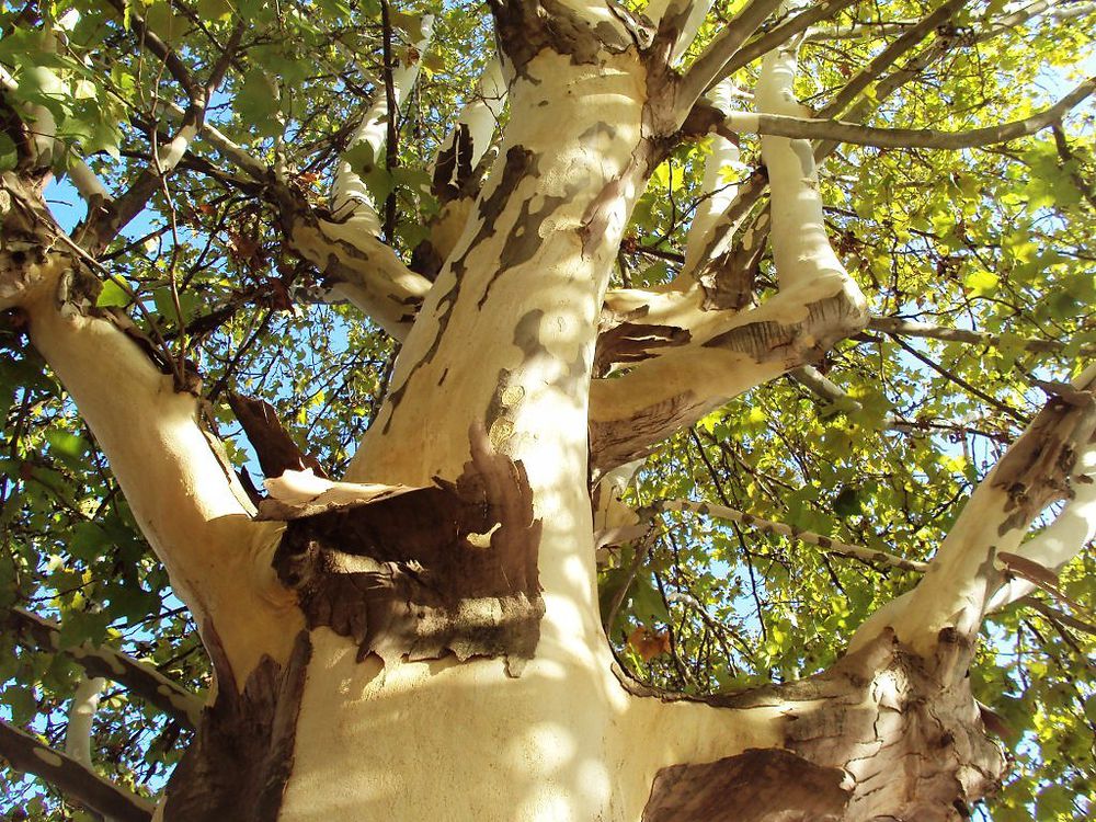 Бесстыдница, Экзотическое Чудо-дерево, фото № 2