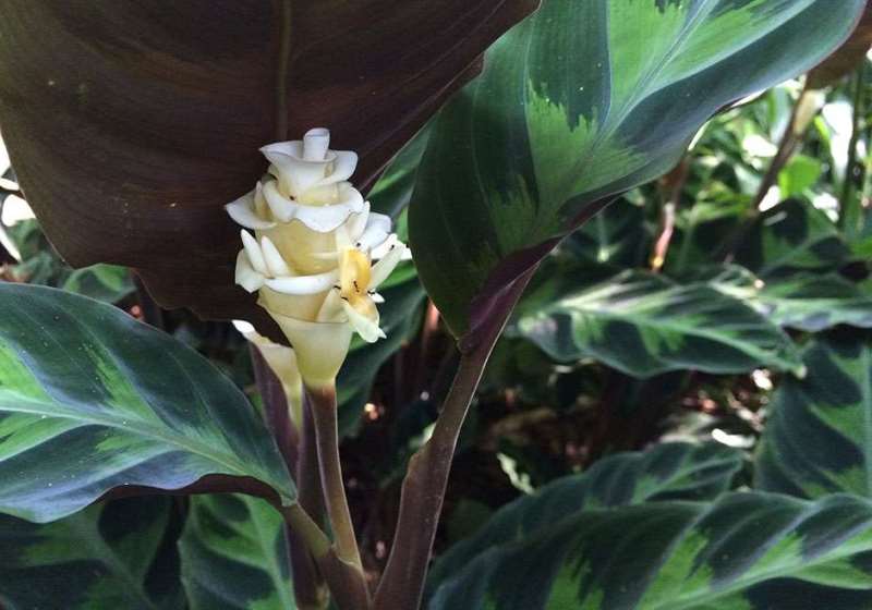 Calathea warscewicksii в саду