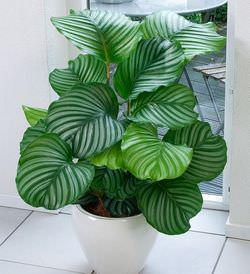 Калатея – декоративное тропическое растение