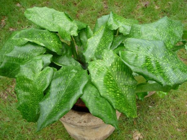 Калатея мозаичная (Calathea musaica)