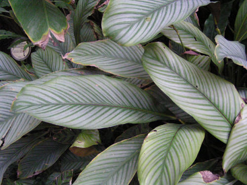 Калатея серебристая (Calathea argyraea)