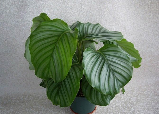 Калатея орбифолия (Calatheaorbifolia)