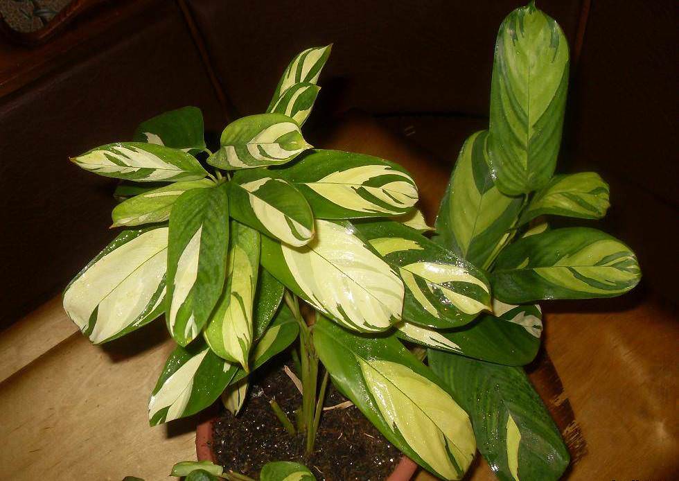 Калатея Лубберса (Calathea Lubbersii)