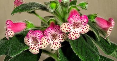 Комнатные растения. 14 неприхотливых домашних растений, которые могут цвести круглый год