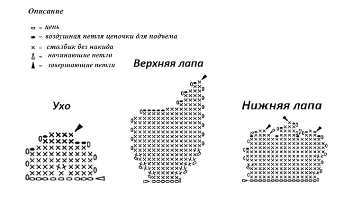 Схема лап и уха