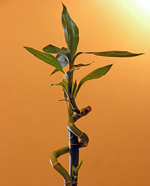 Dracaena flower-2.jpg