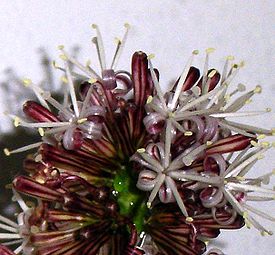 Dracaena flower-2.jpg