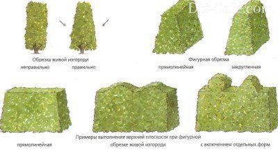 Обрезка живой изгороди