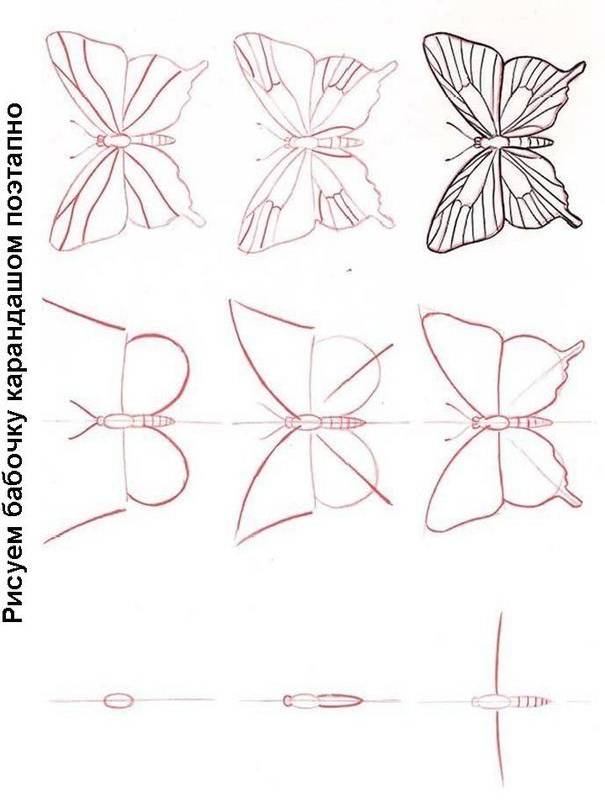 Как нарисовать бабочку симметрично