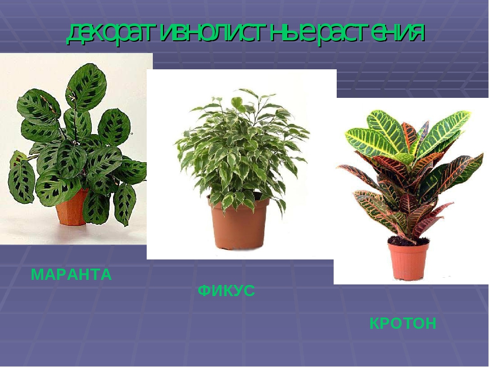 Комнатные растения с фото и с названием