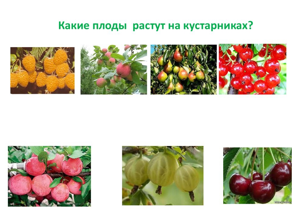 Презентация плодовые деревья и кустарники