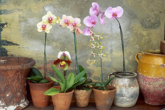 орхидея фаленопсис можно ли держать дома