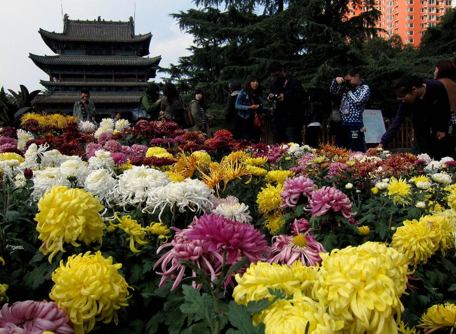 хризантемы в Китае