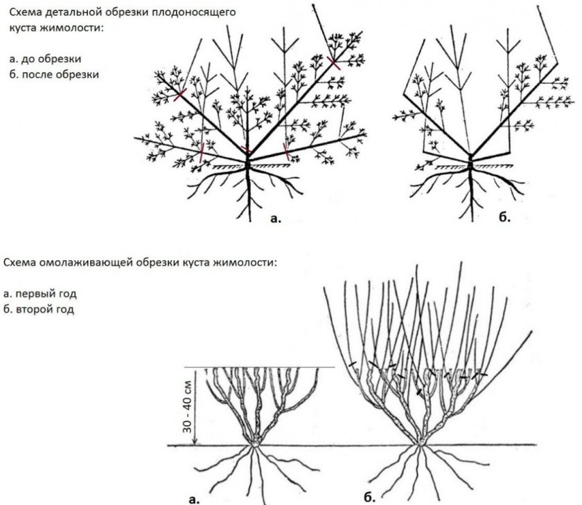 Схема обрезки жимолости