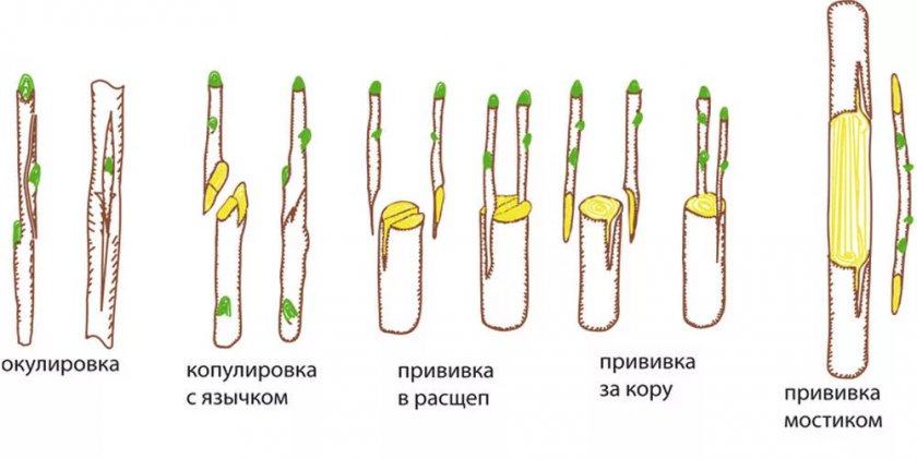 Размножение айвы прививками