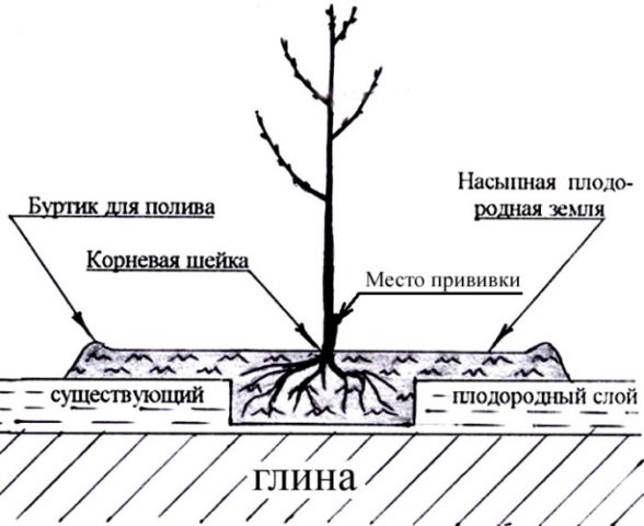 Посадка деревьев и кустарников осенью в подмосковье