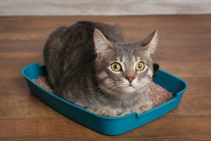 image of a cat laying inside the litter tray