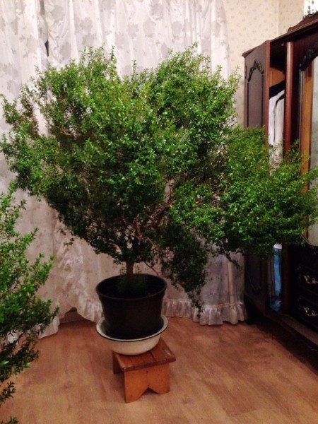 Dracaena-marginata.jpg