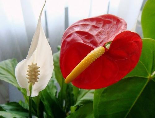 Комнатные цветы помогающие выйти замуж. 5 домашних растений, которые по приметам помогают хозяйке выйти замуж