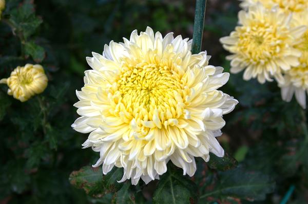 Сорт &amp;amp;amp;amp;amp;#39;Cassandra White&amp;amp;amp;amp;amp;#39;, фото автора