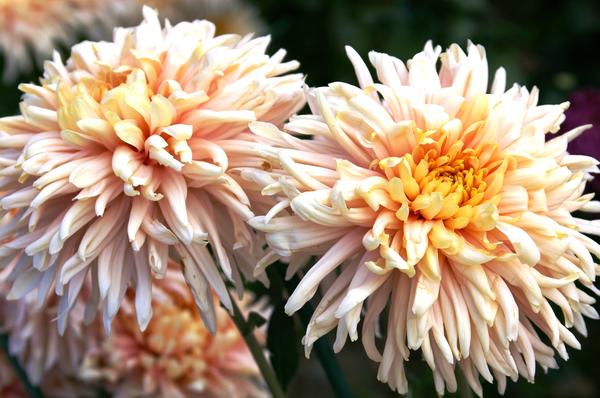 Сорт &amp;amp;amp;amp;amp;#39;Avignon Pink&amp;amp;amp;amp;amp;#39;, фото автора