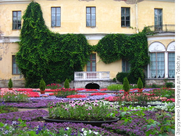 Фасад дома декорирует виноград культурный, создавая фон для парада цветников. Фото А. Папкова