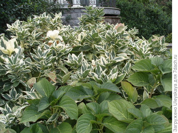 Гортензия крупнолистная Variegata