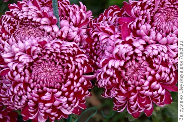 Сорт Gilbert Leigh Purple, фото автора