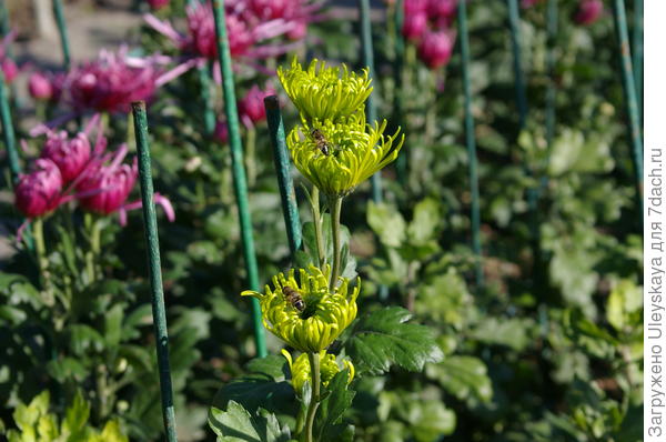 Сорт Shamrock в полуроспуске, фото автора