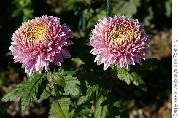Сорт Cassandra, фото автора