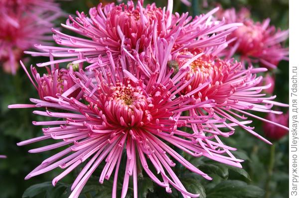 Сорт Spider Pink, фото автора
