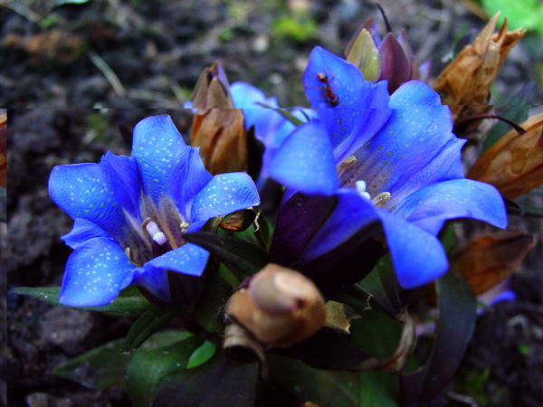 Генциана шершавая (Gentiana scabra)