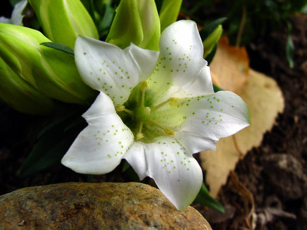 Генциана шершавая (Gentiana scraba), белоцветковая форма